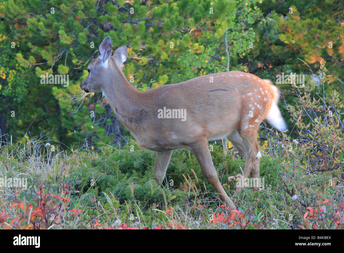 Deer in the Kananaskis village, Kananaskis country, Alberta Stock Photo