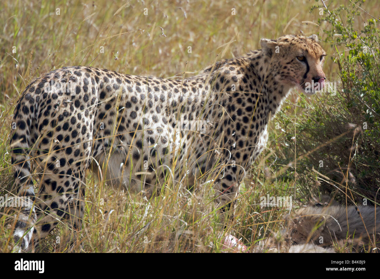 Cheetah in grasslands of Masai Mara, Kenya, East Africa Stock Photo