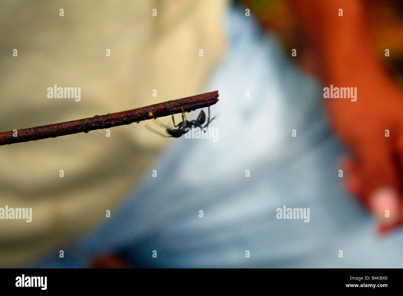 Bullet ant, Amazon Basin rainforest, Oriente, Ecuador Stock Photo
