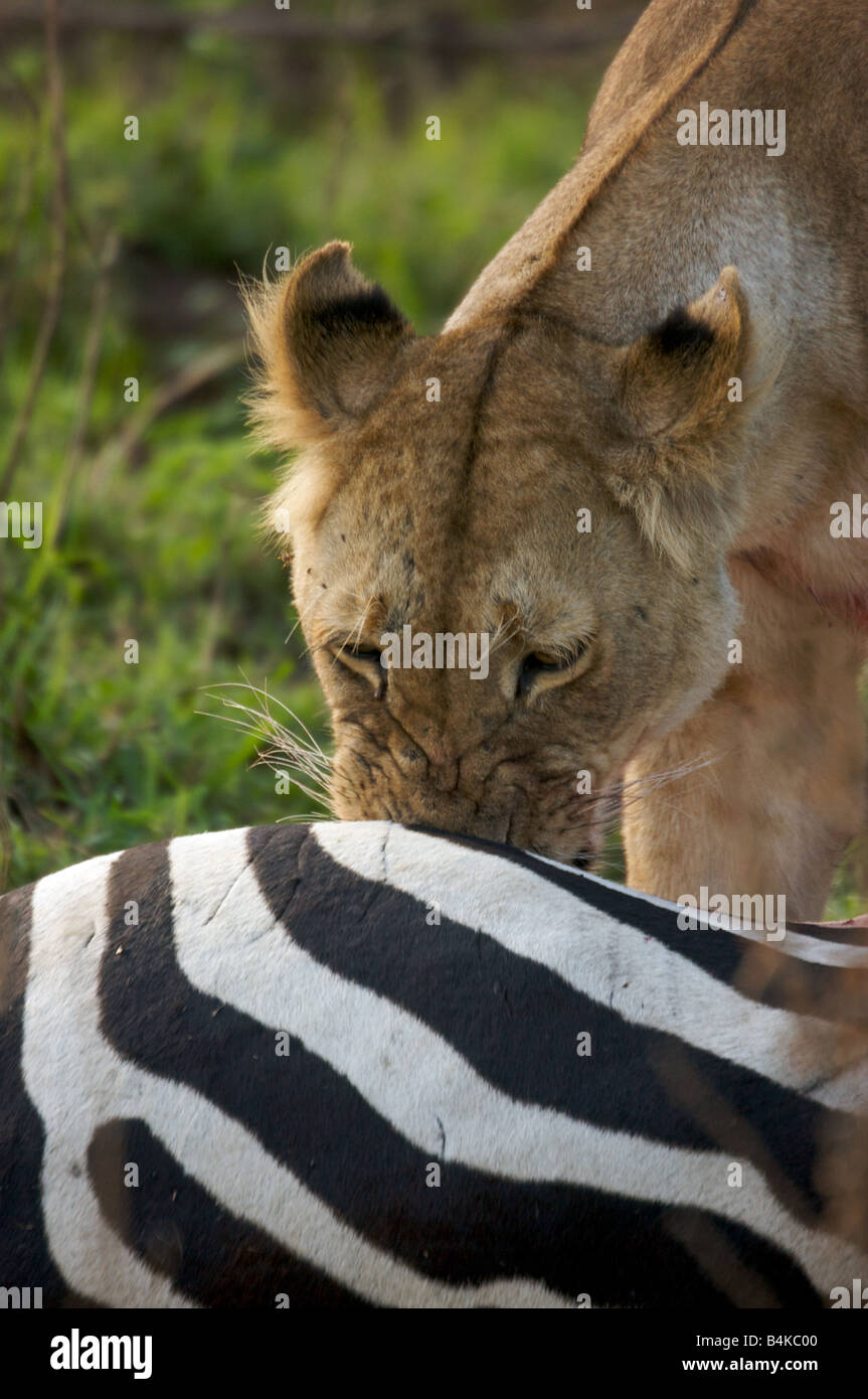 Close-up of lion killing zebra, Masai Mara, Kenya, East Africa Stock Photo