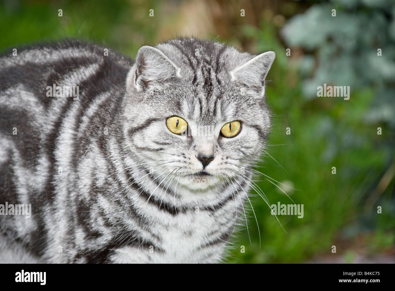 cat stalking in garden Stock Photo - Alamy