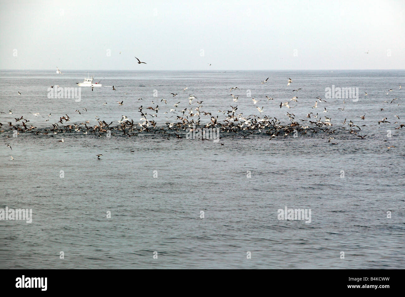 A large group of Marine  seabirds  feeding on the Stellwagen Bank National Marine Sanctuary, Cape Cod,Massachusetts Stock Photo