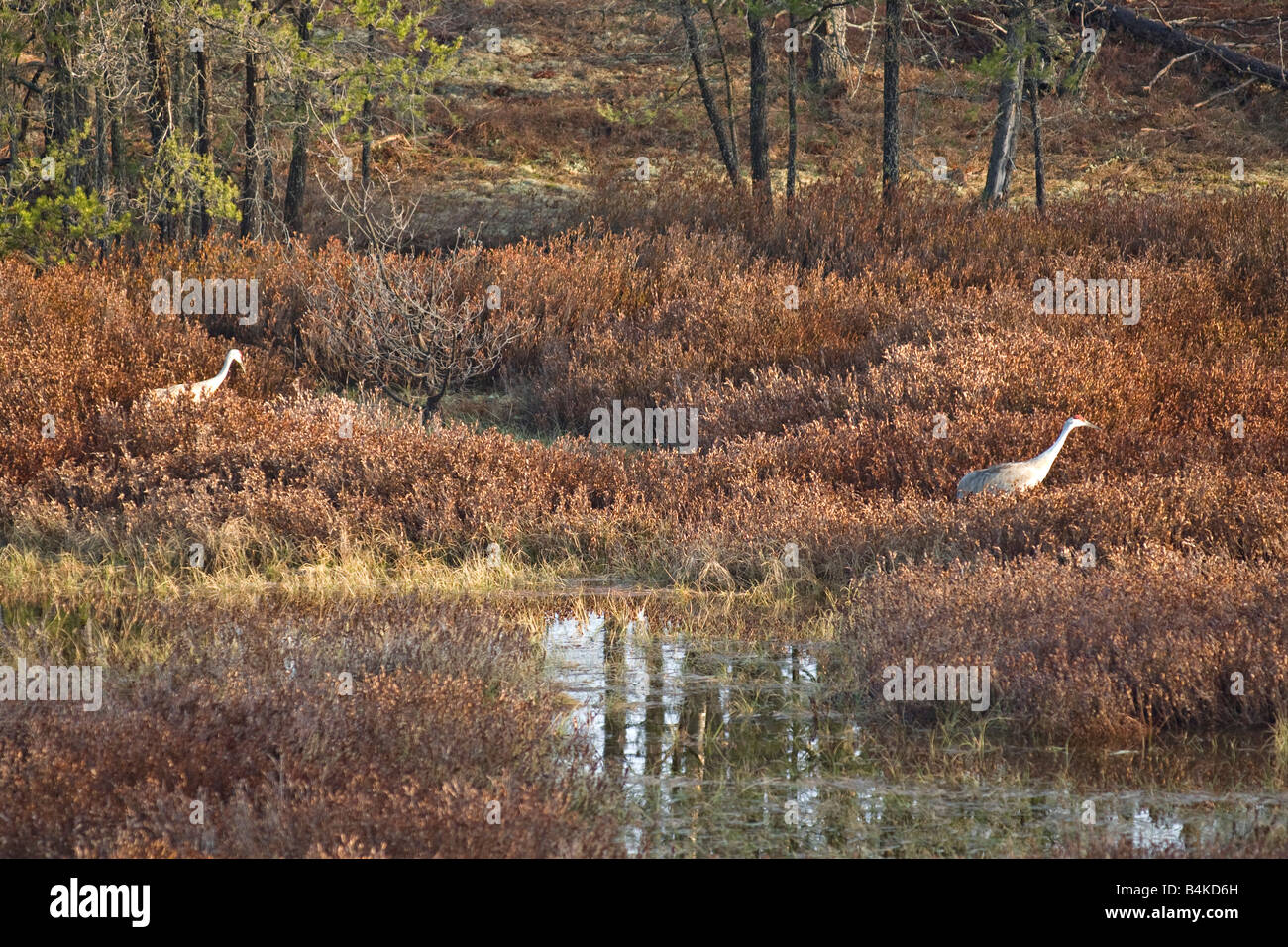 A pair of sandhill cranes hunt in a marshy area in Alger County Michigan Stock Photo