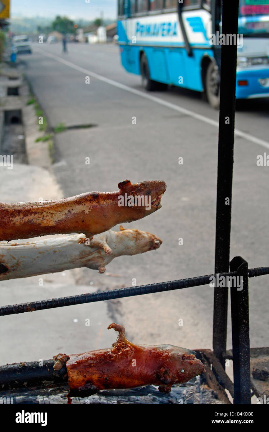 Guinea pigs (cuy) barbecued at roadside, Panamerican Highway, near Salcedo, Ecuador Stock Photo