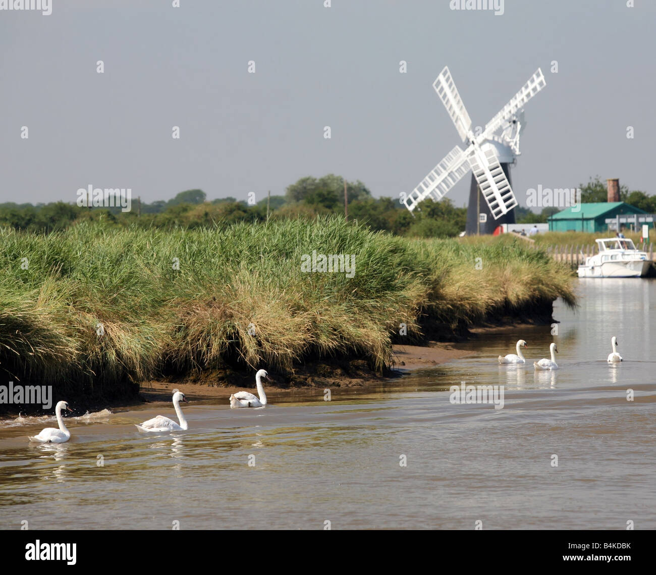 Swans on the River Yare near Polkeys Mill on the Norfolk Broads England Stock Photo