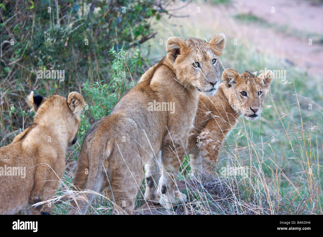 Lion cubs in Masai Mara, Kenya, East Africa Stock Photo