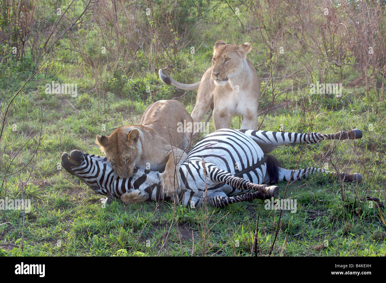 Lions killing zebra, Masai Mara, Kenya, East Africa Stock Photo
