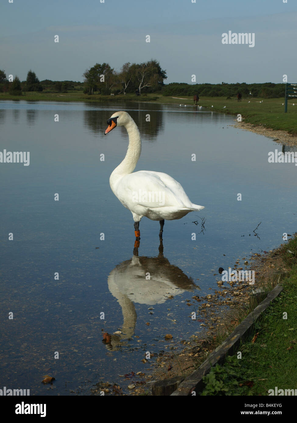 Beautiful large Swan comically standing on its own reflection.   English landscape.  OLYMPUS DIGITAL CAMER Stock Photo