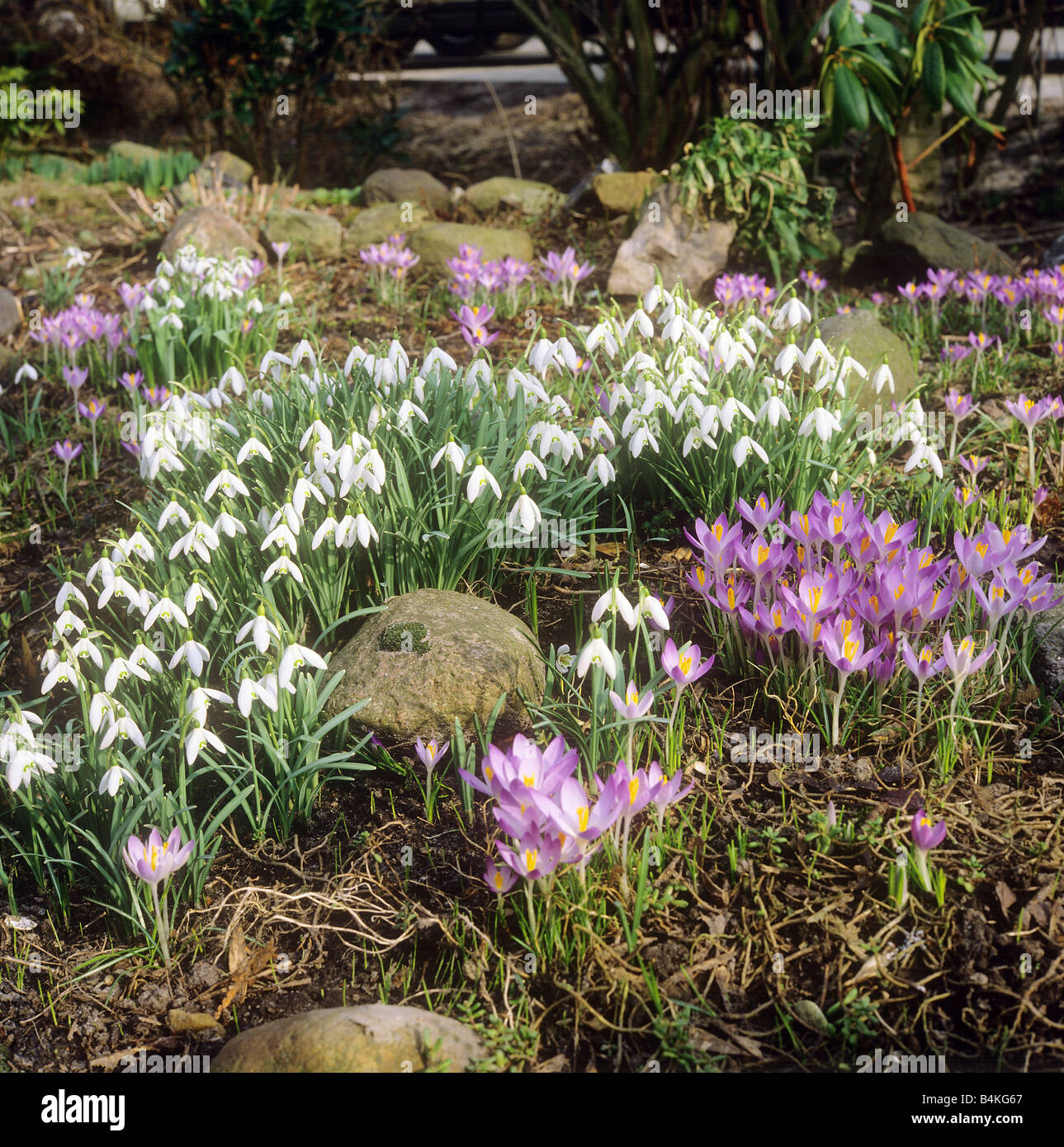 crocuses and snowdrops in between stones Stock Photo