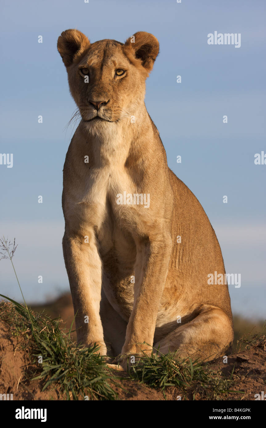 Lioness headshot hi-res stock photography and images - Alamy