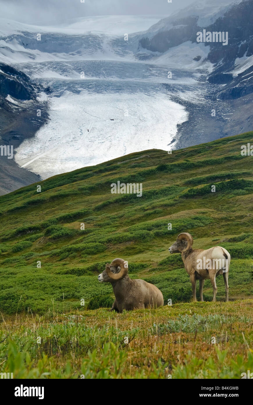 Big Horn Sheep. Banff National Park Stock Photo