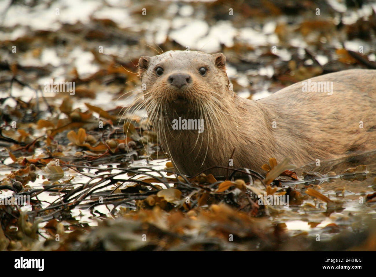 Wild Scottish (Eurasion) otter, in its natural habitat. Lutra lutra, Loch Linnhe, Highlands, Scotland, UK. Stock Photo