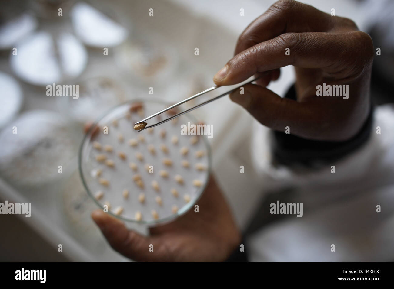 Seed germination testing Stock Photo