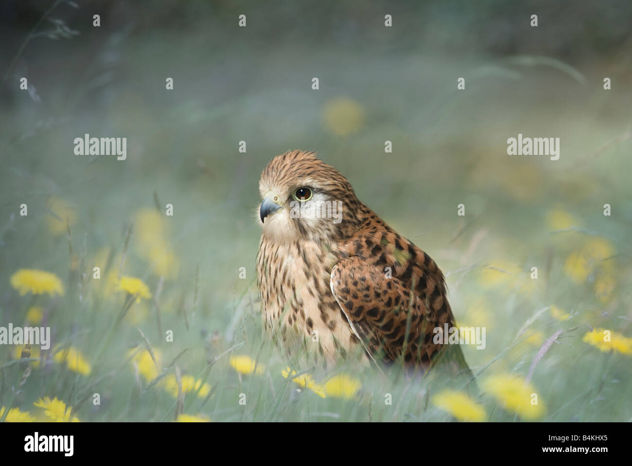 Kestrel (Falco tinnunculus) on the ground with its kill Stock Photo