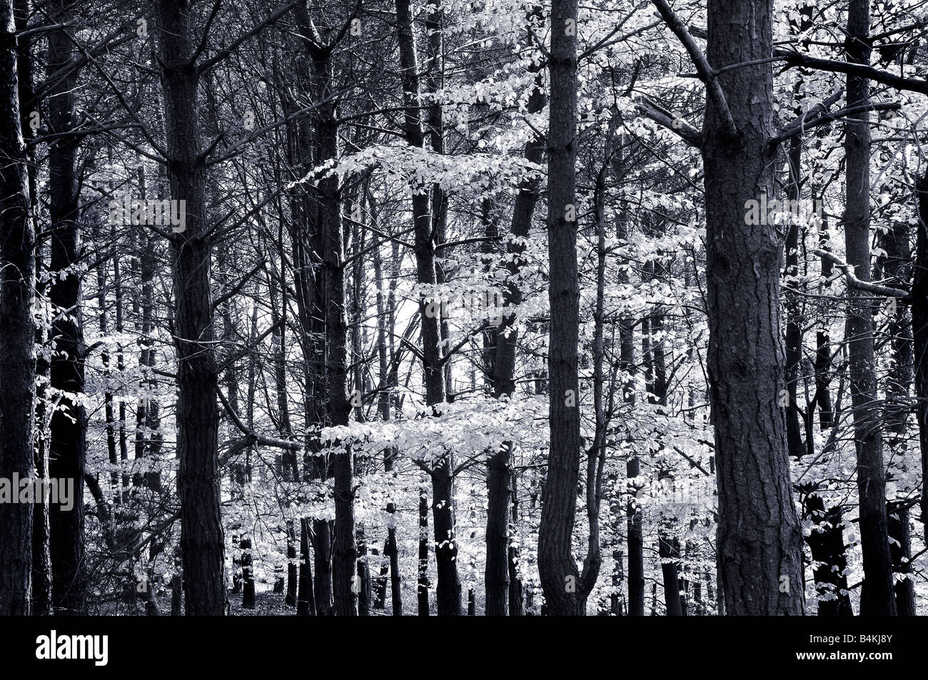 Beech trees in black and white hi-res stock photography and images - Alamy