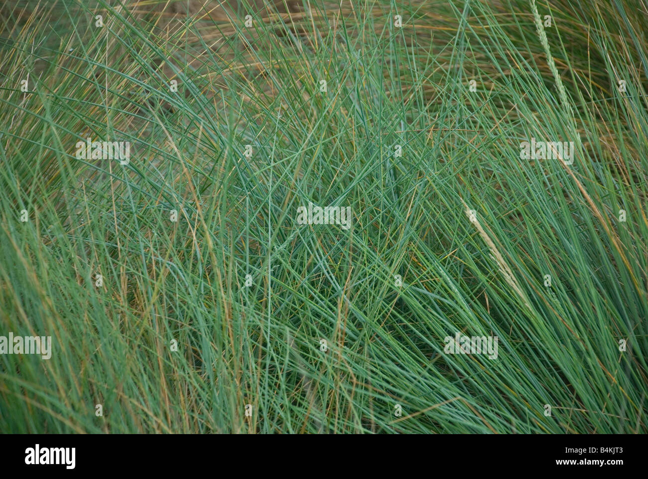 Swamp grass hires stock photography and images Alamy