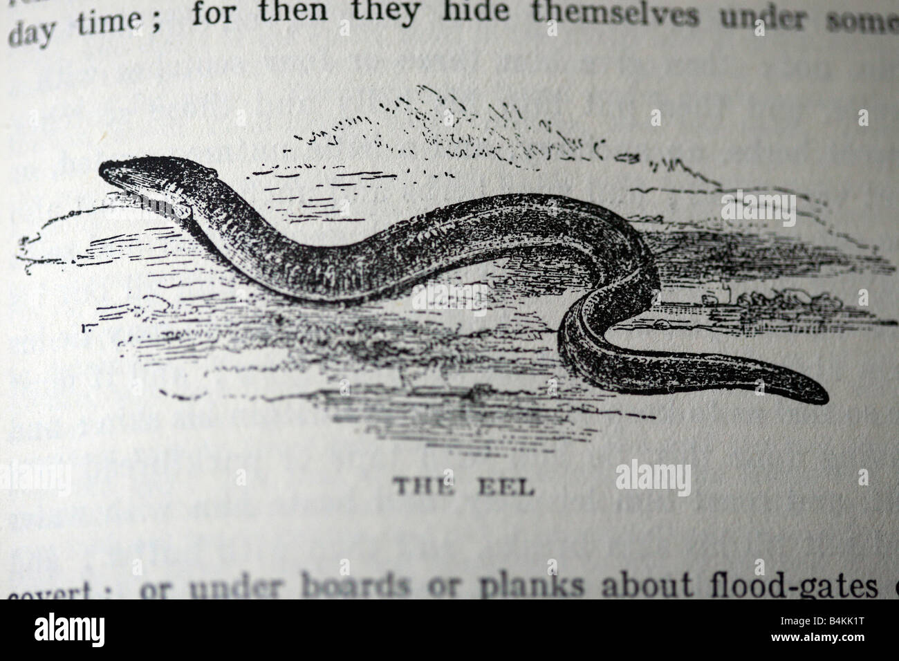 Eel Illustration Stock Photos Amp Eel Illustration Stock