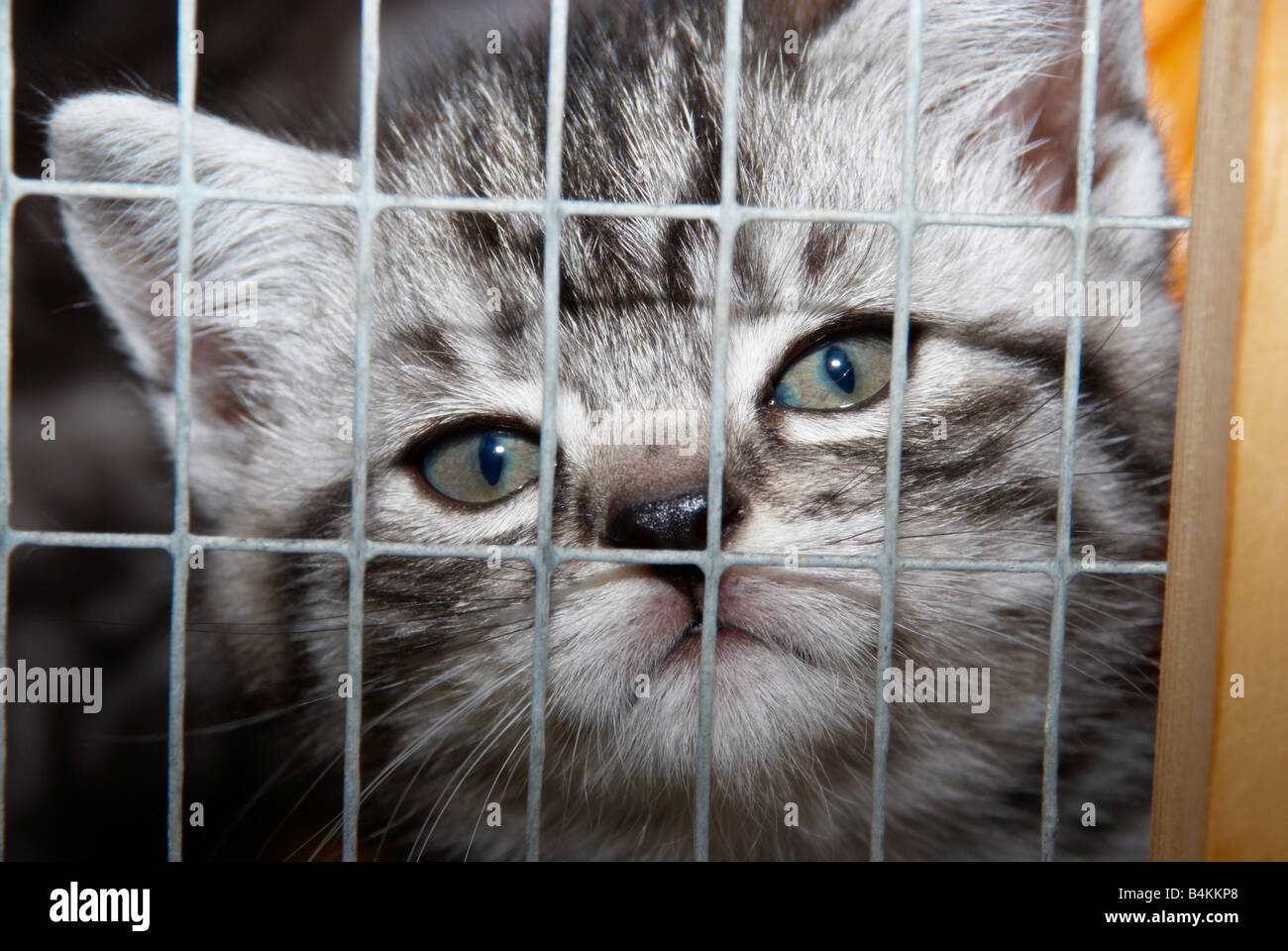 Sad grey cat in cage hires stock photography and images Alamy