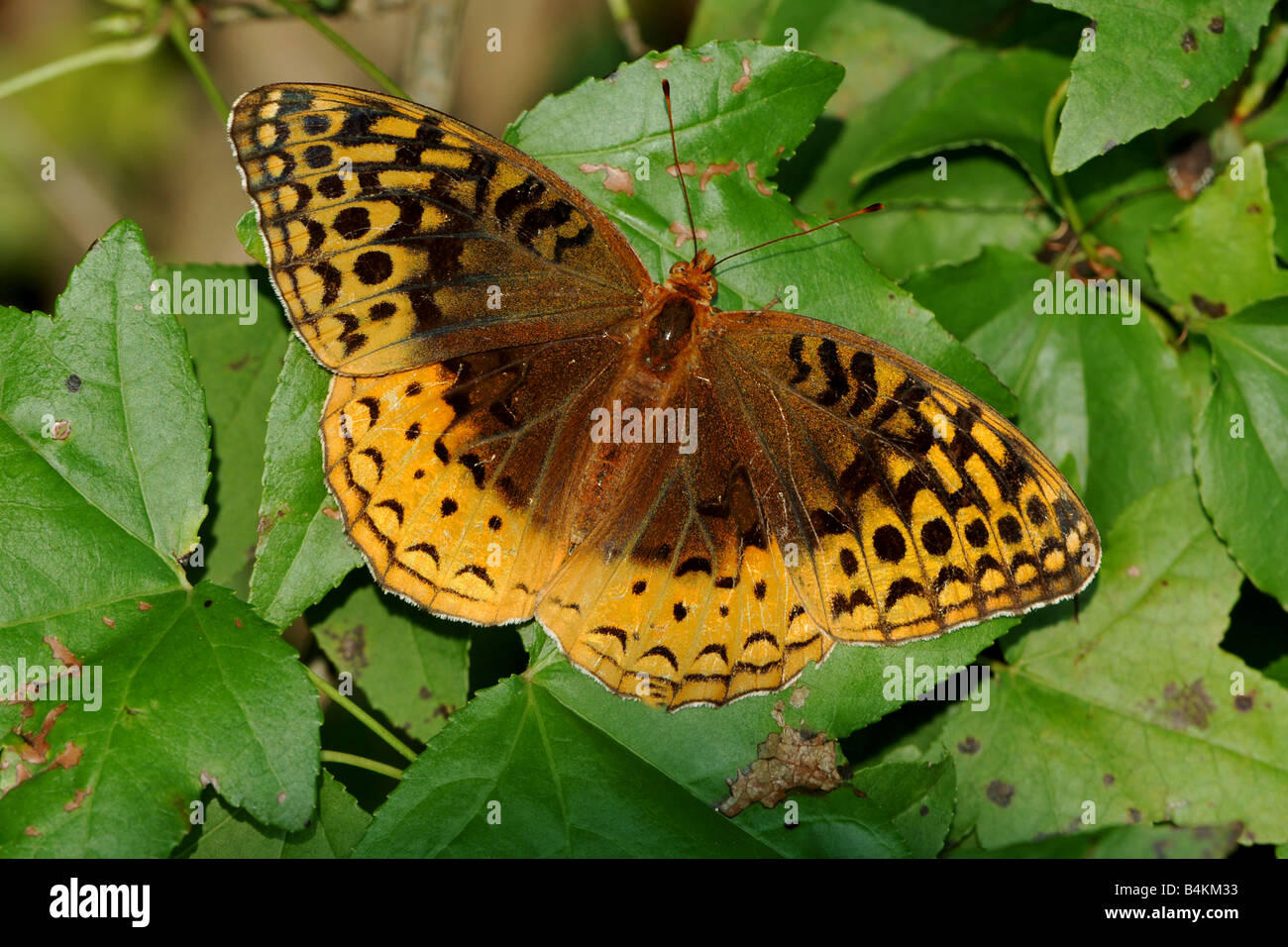 Great Spangled Fritillary Butterfly ( Speyeria cybele Stock Photo - Alamy