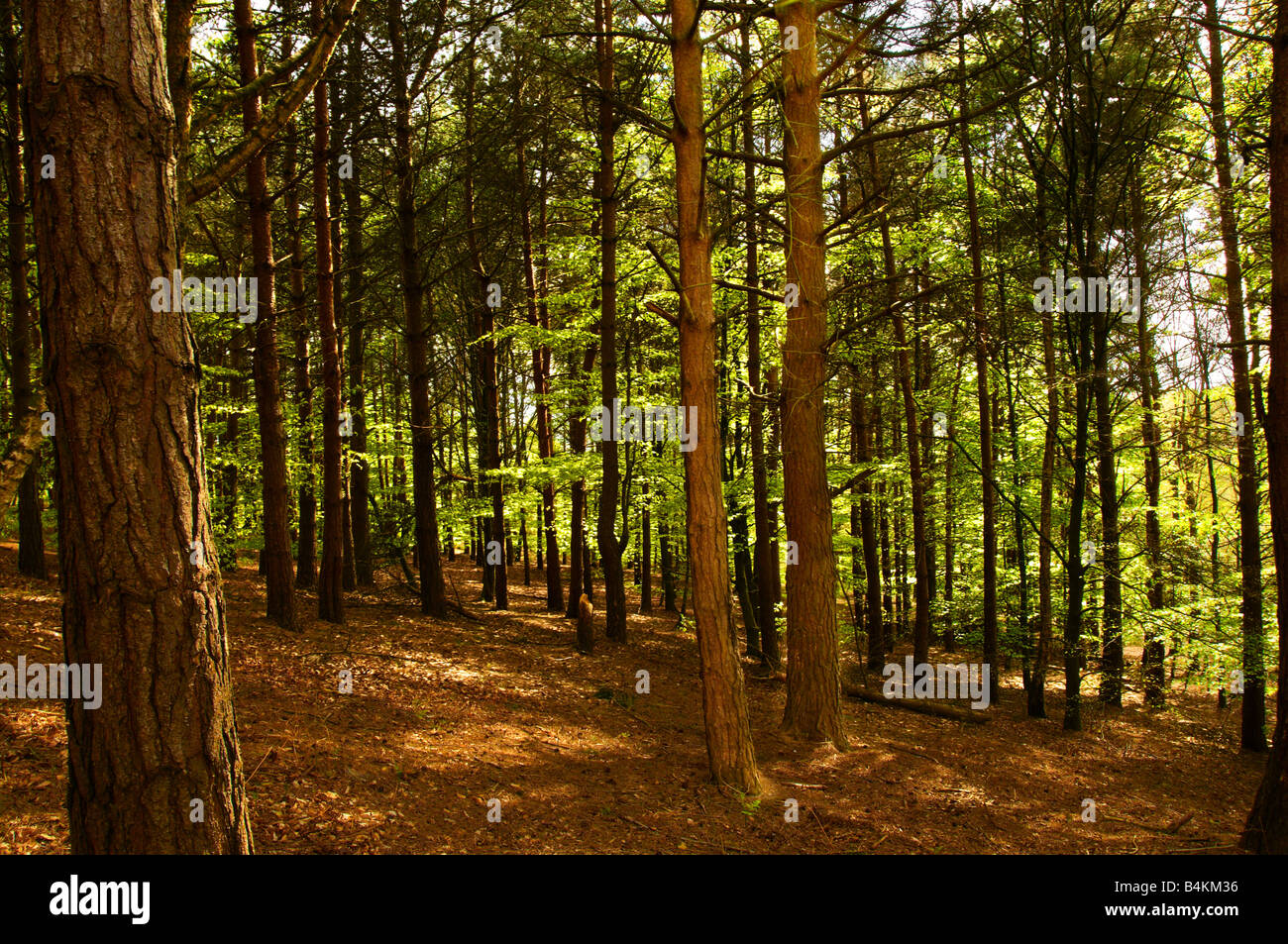 Birch and beech trees in forest scene Stock Photo Alamy