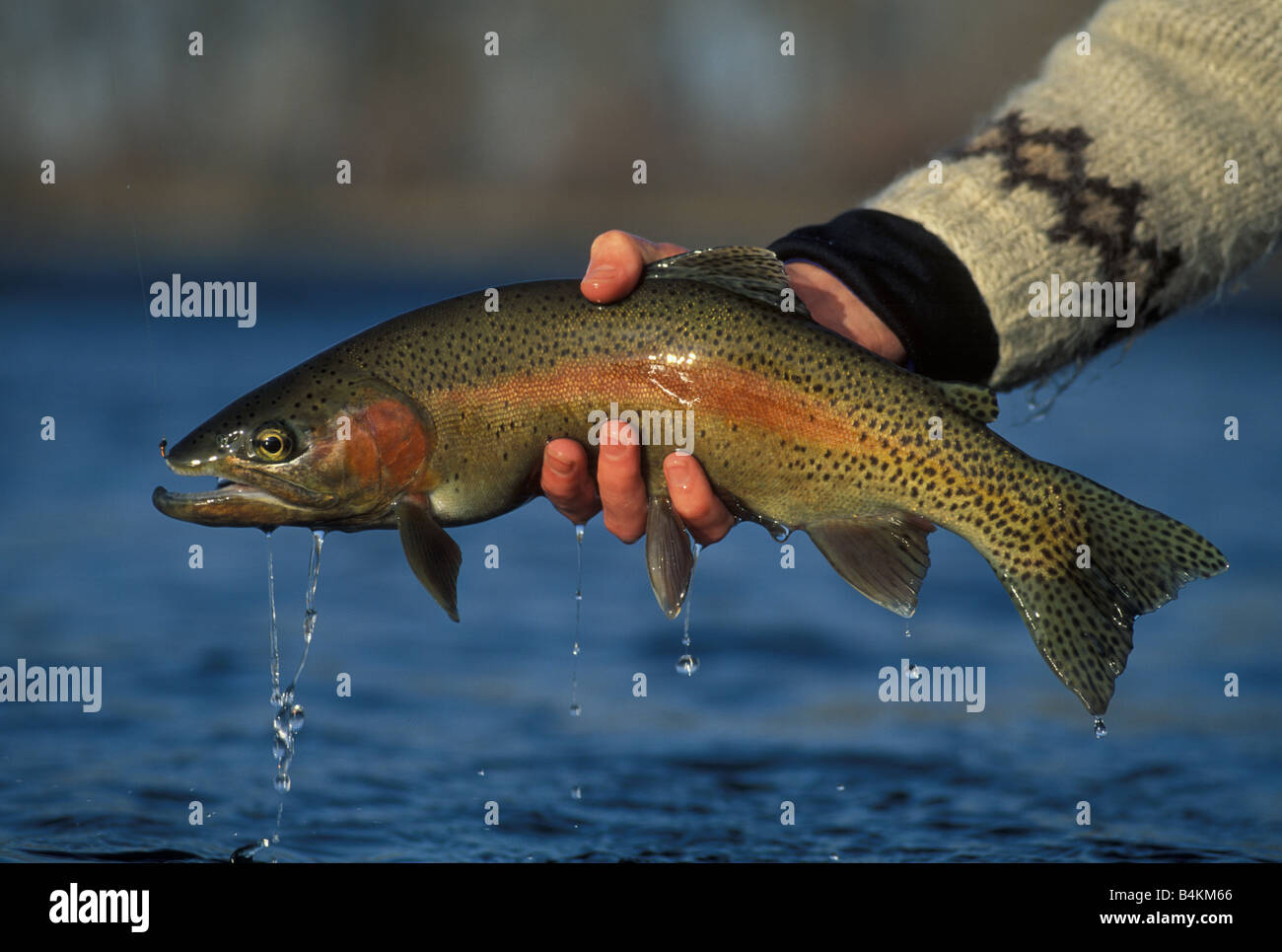 Freshly caught Rainbow Trout (Oncorhynchus mykiss), W. North America by Mike Barlow/Dembinsky Photo Assoc Stock Photo