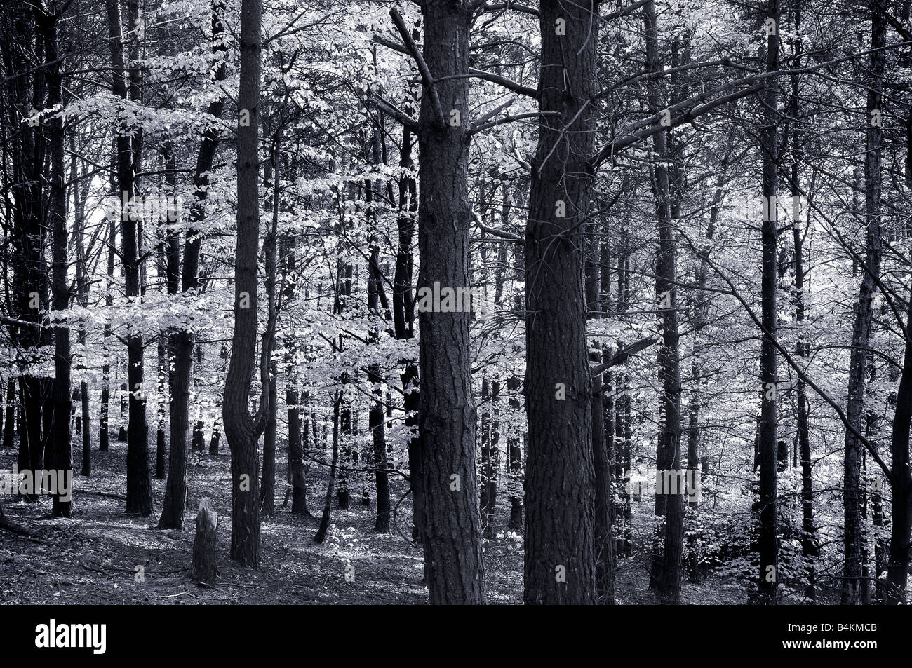 Birch and beech trees in black and white forest scene Stock Photo - Alamy