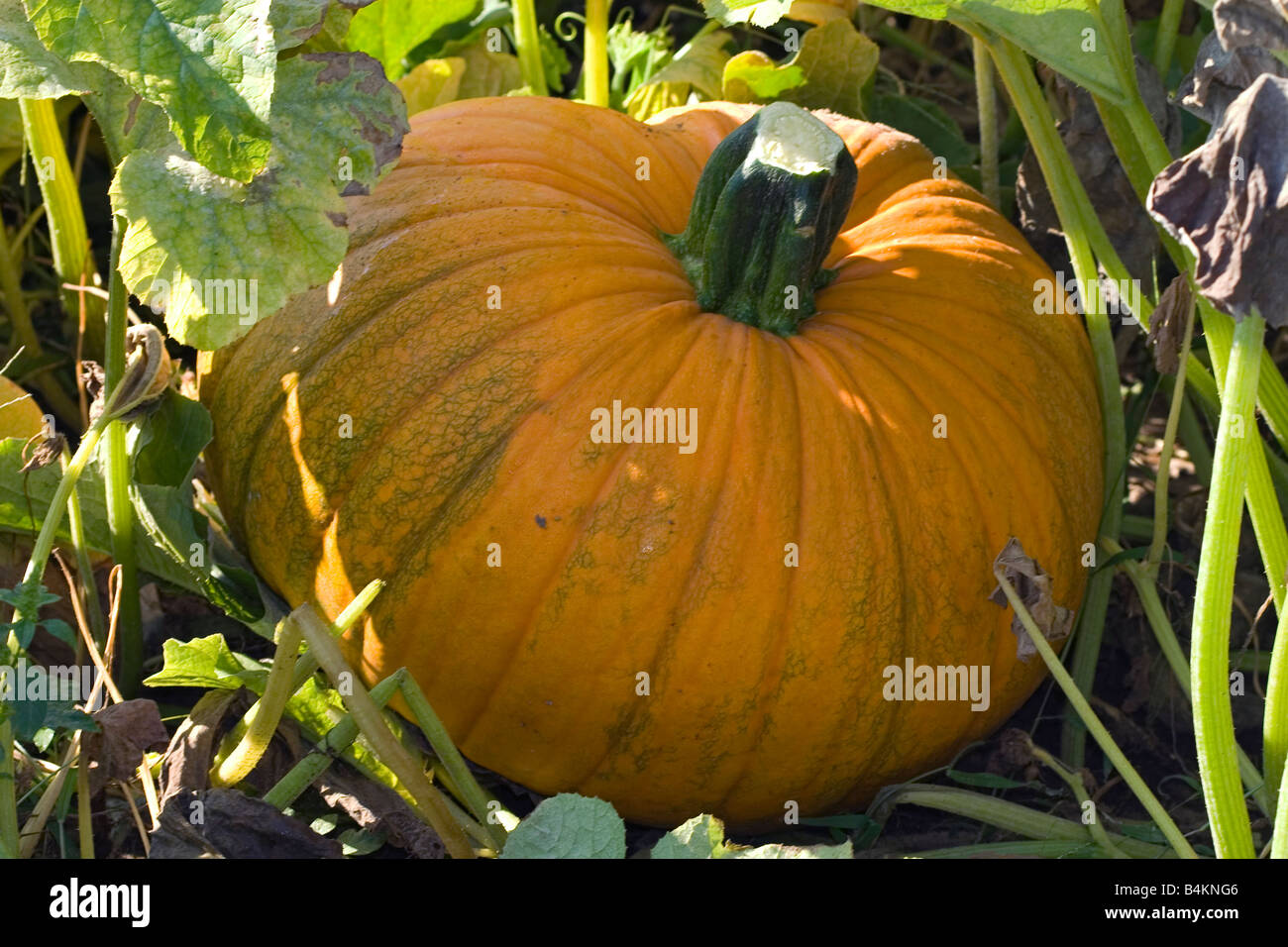 Pumpkin in garden Eastern USA Stock Photo - Alamy