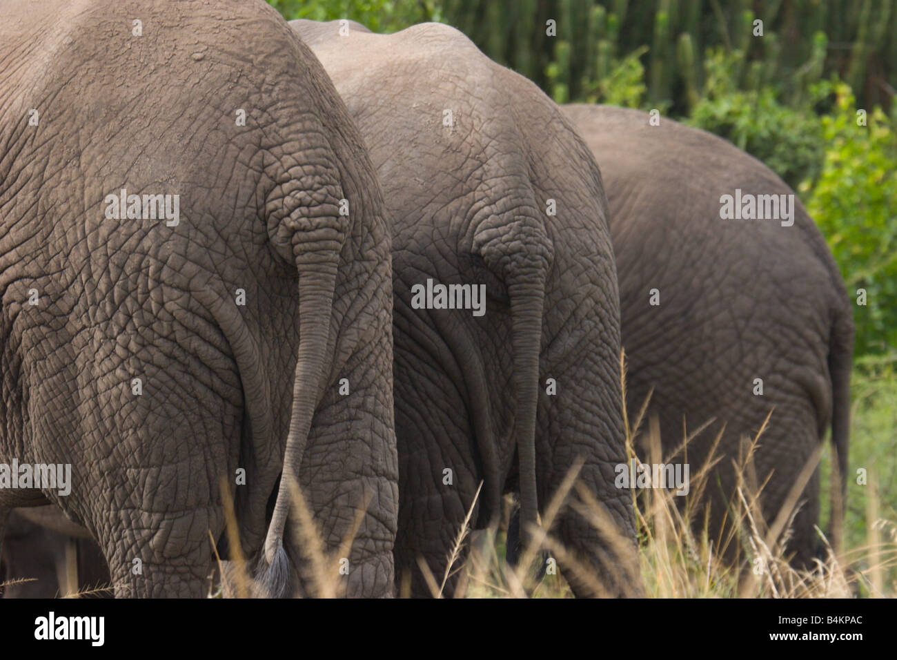 elephants tails butts Queen Elizabeth Park Uganda Stock Photo