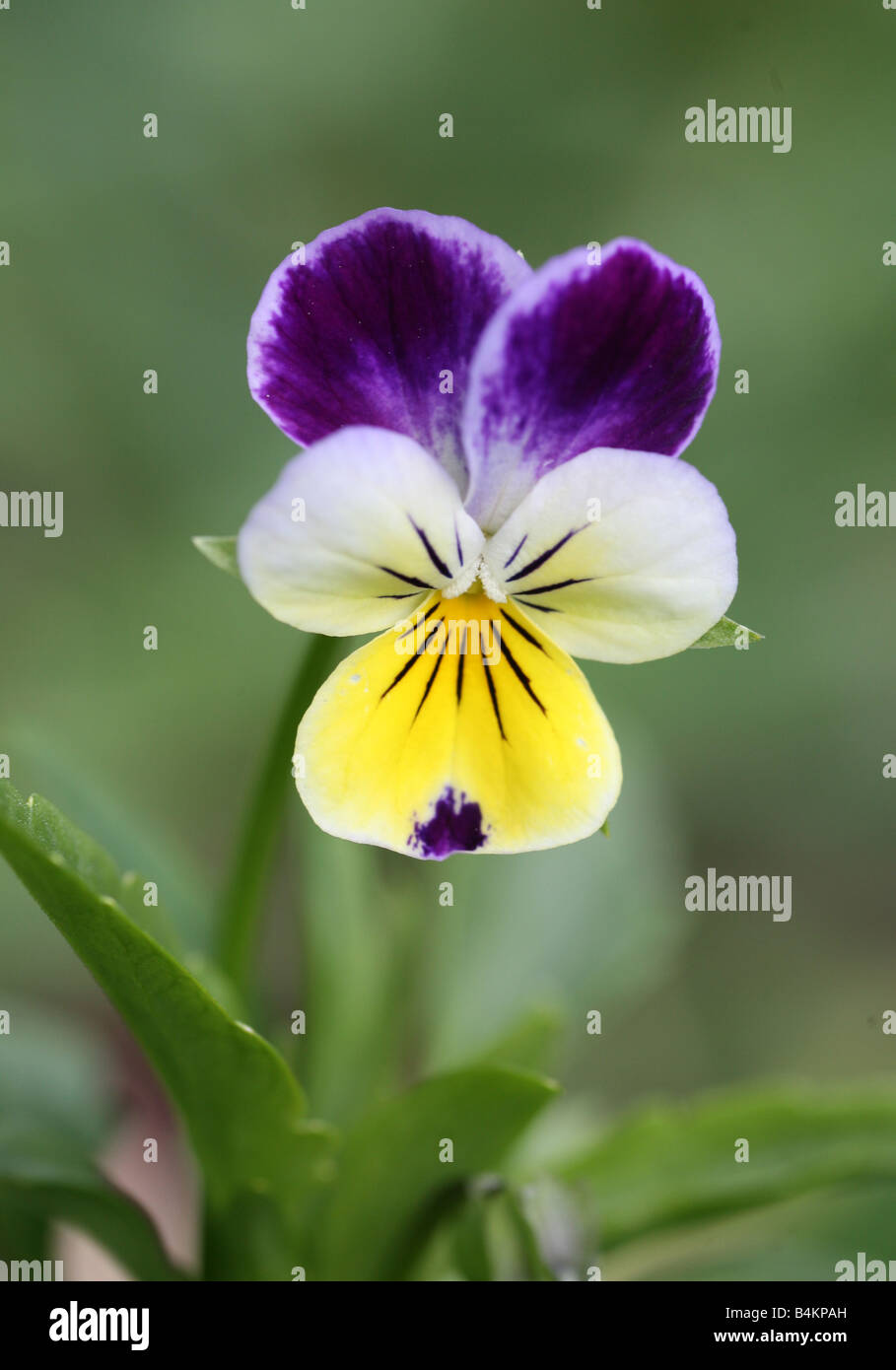 Close-up of a Heartsease pansy (Viola tricolor) Stock Photo