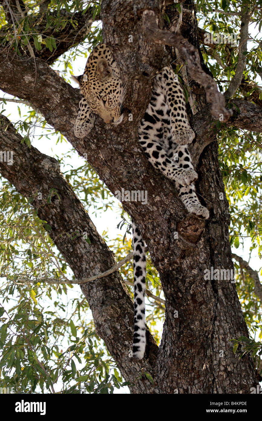 Female Leopard (wild) resting in a tree Stock Photo - Alamy