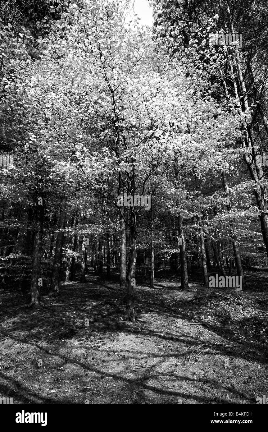 Autumn birch trees in Black and White Stock Photos & Images - Alamy