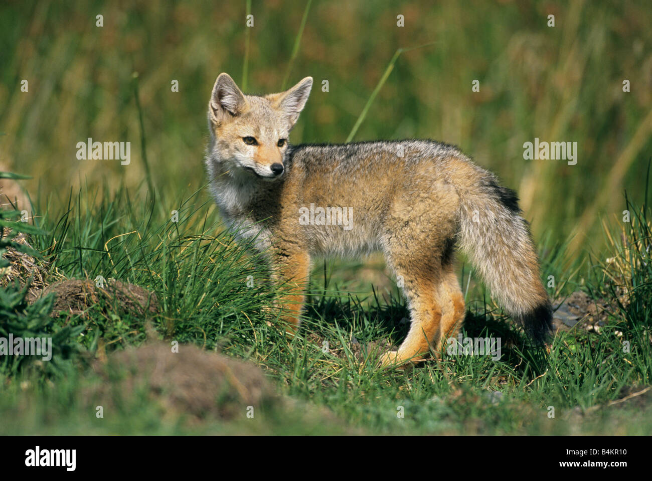 Argentine Gray or Patagonian Fox (Dusicyon griseus) Torres del Paine National Park, CHILE Stock Photo