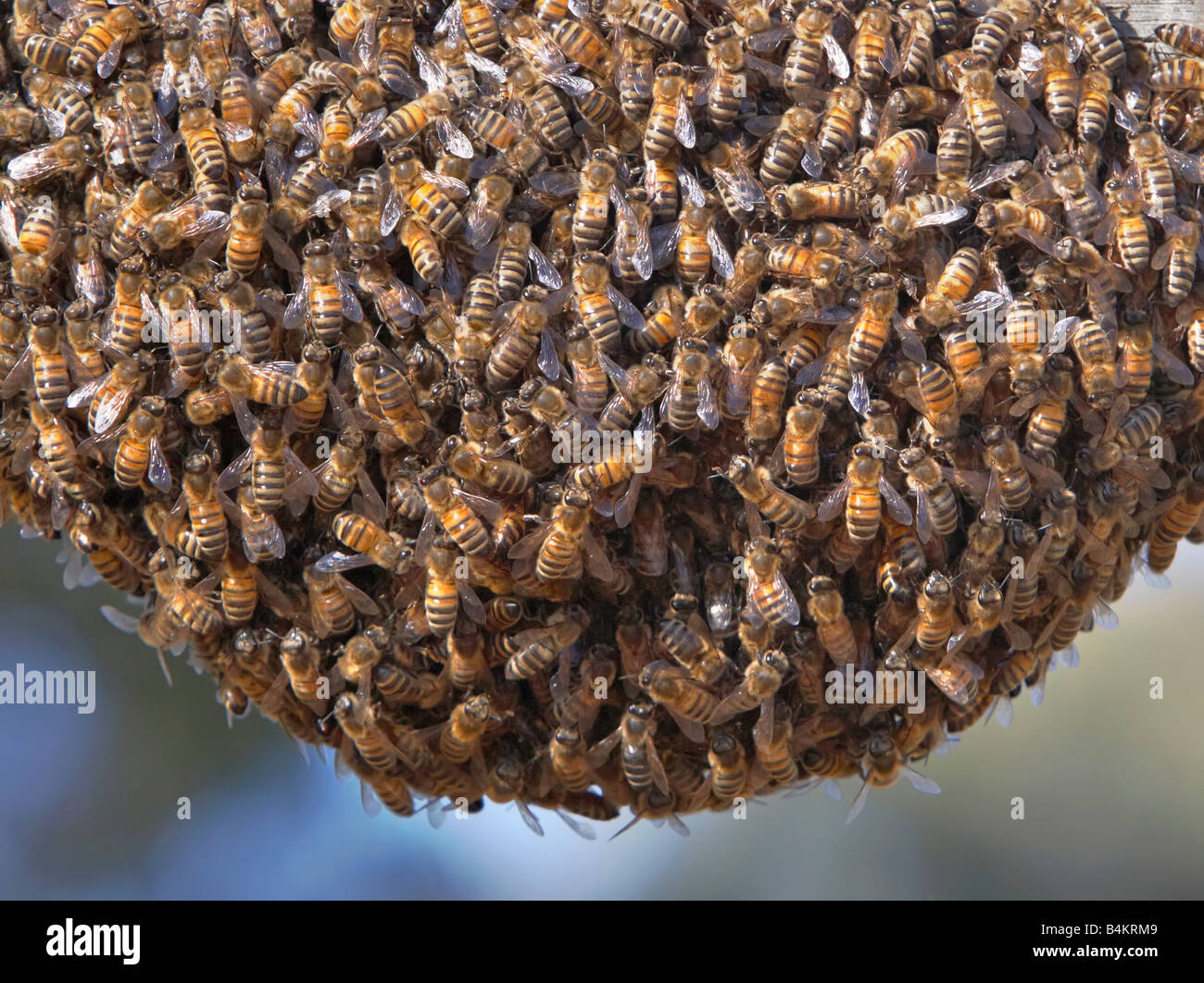 Swarming Bees Stock Photo