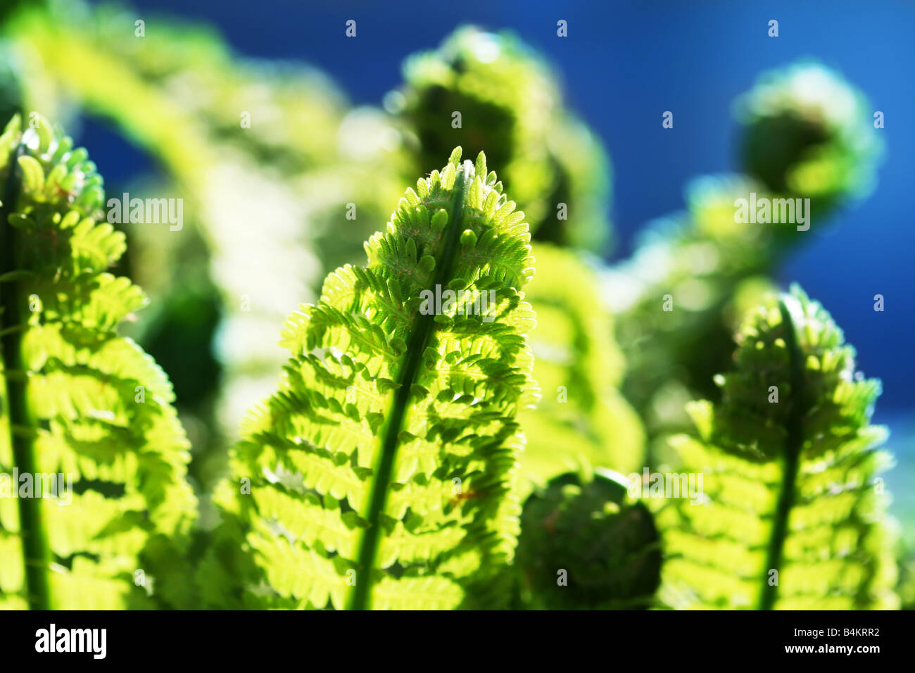 Woodland Garden Fern High Resolution Stock Photography and Images - Alamy