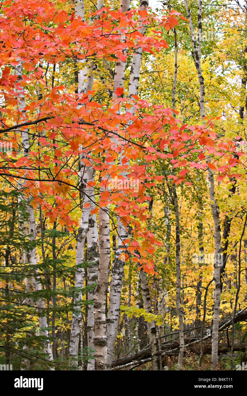 Fall color at Pictured Rocks National Lakeshore in Munising Michigan Stock Photo