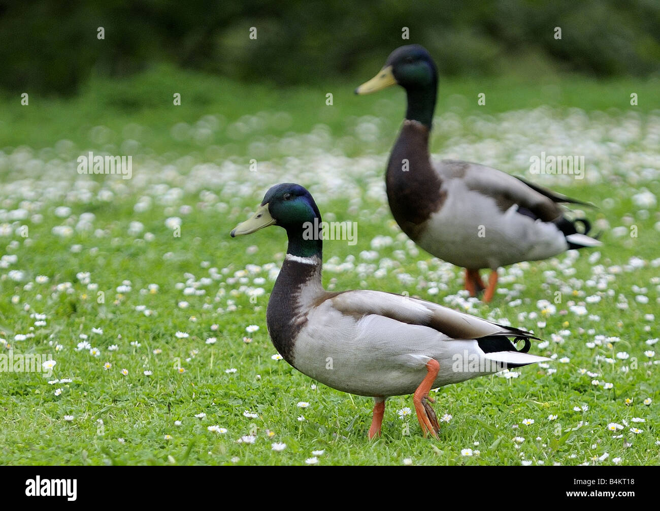 Mallards (Drake) in a field of daisies. Stock Photo