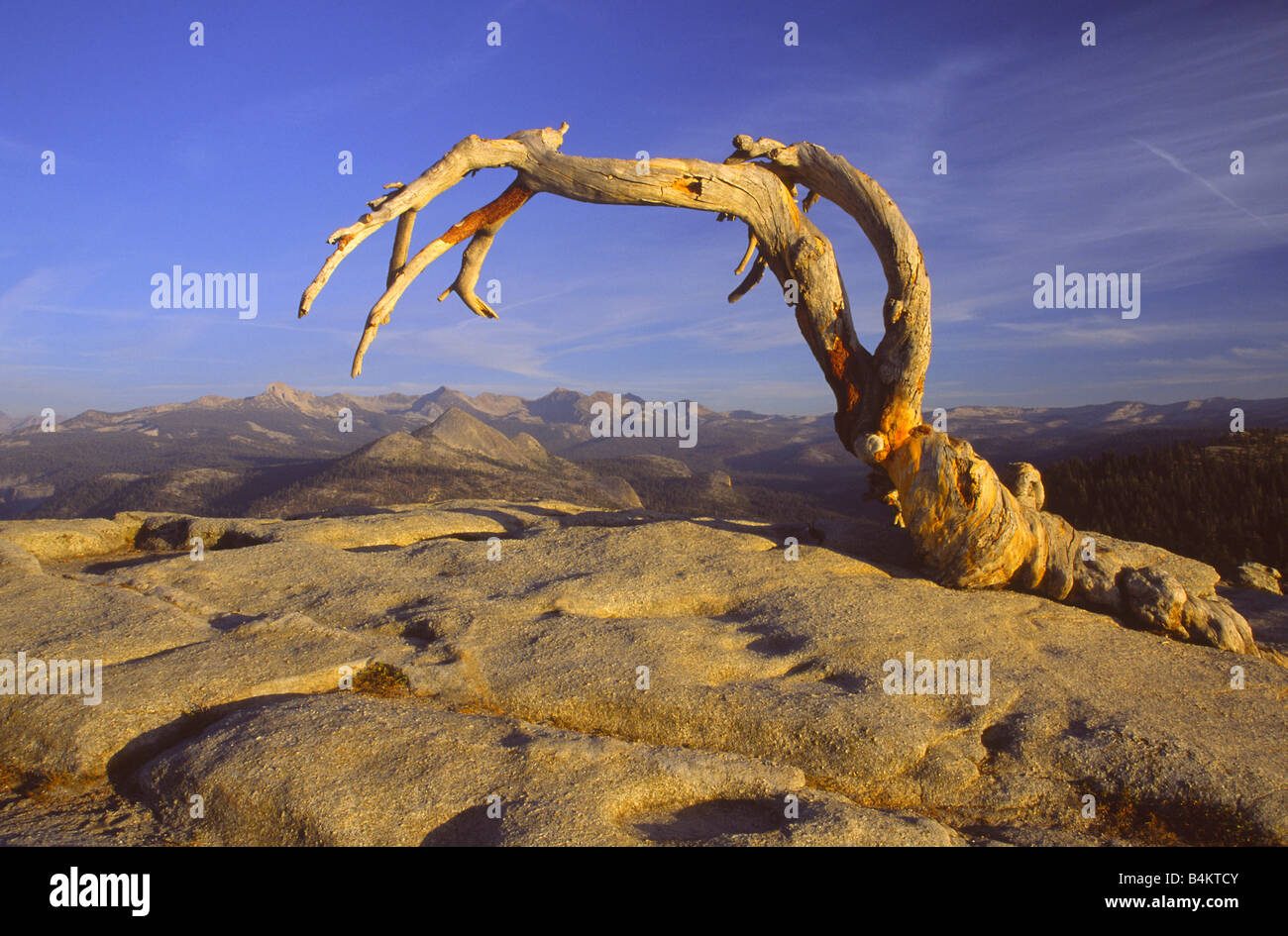 Dead Jeffrey pine on top of Sentinel Dome in Yosemite National Park ...