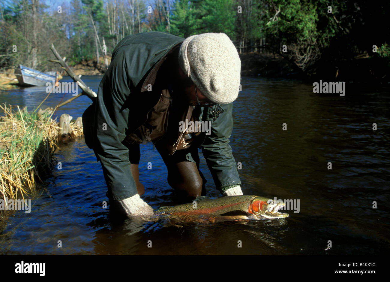 Freshly caught Steelhead Trout ( Rainbow ) Stock Photo