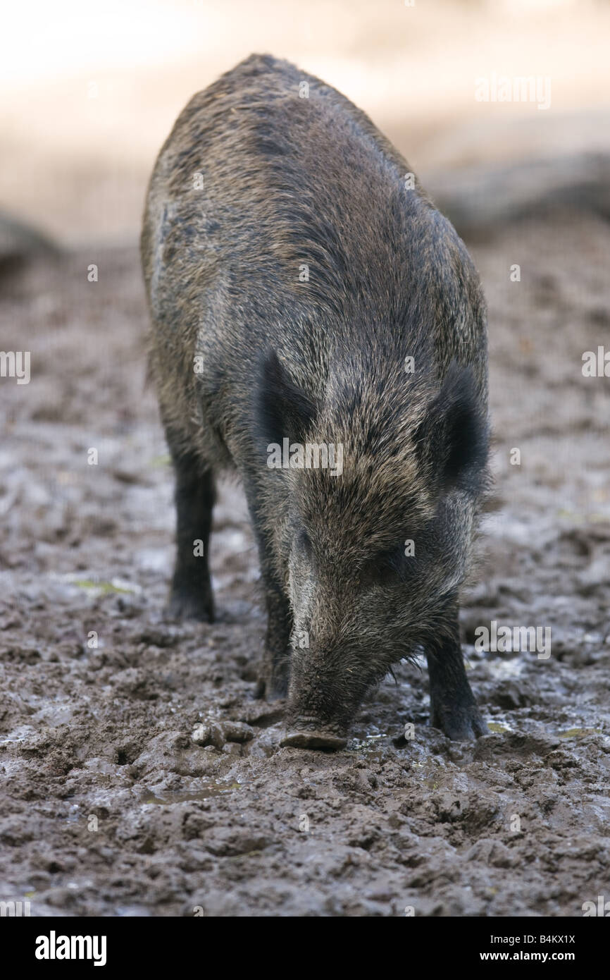 Wild Boar - Sus scrofa Stock Photo