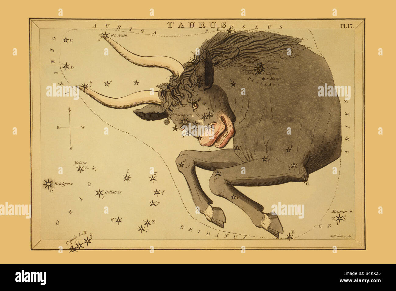 Taurus the Bull Stock Photo