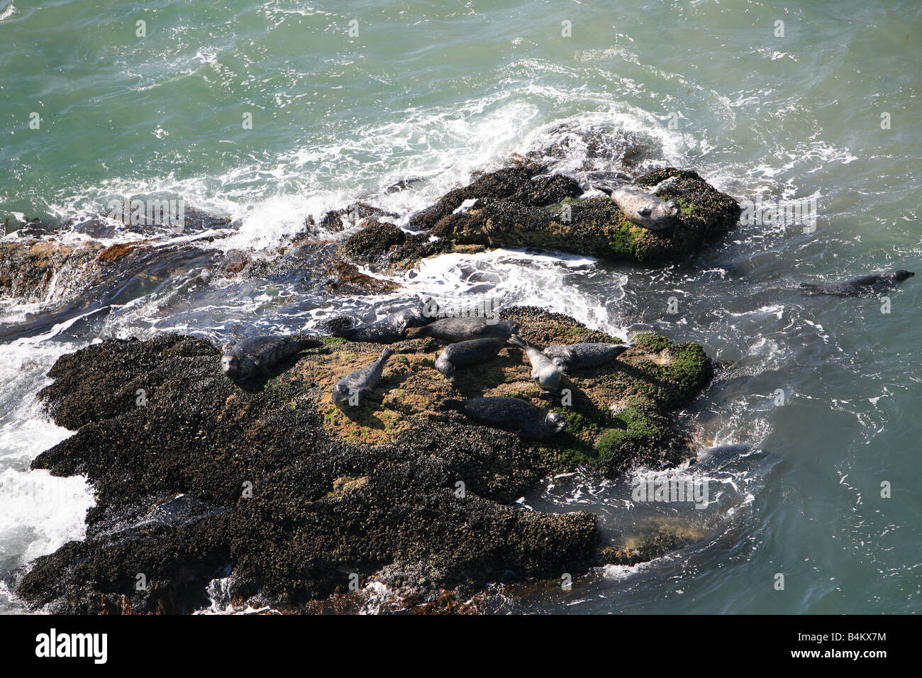 cold water seals Stock Photo Alamy