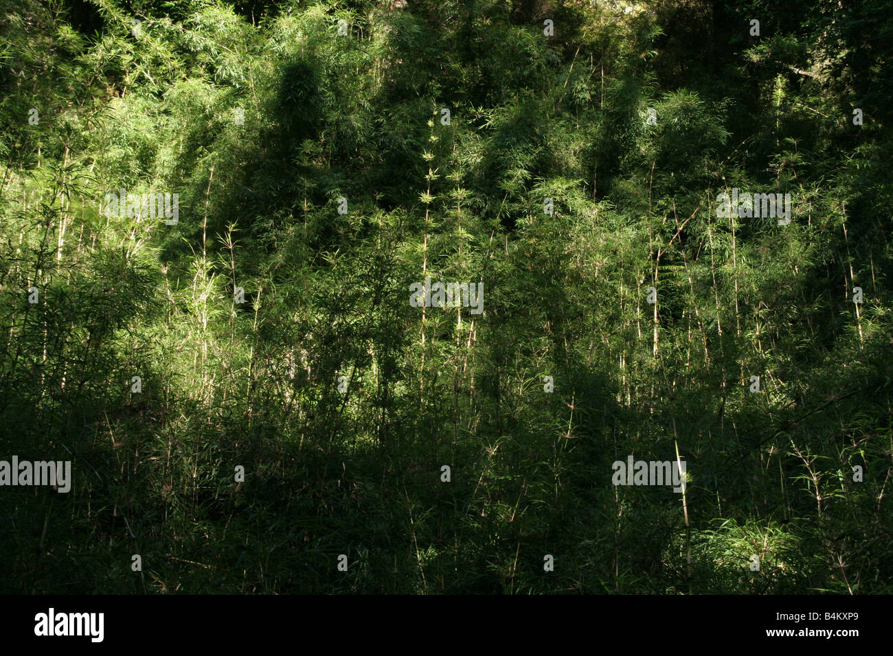 Bamboo, Temperate Rainforest, Puyuhuapi, Patagonia, Southern Chile Stock Photo