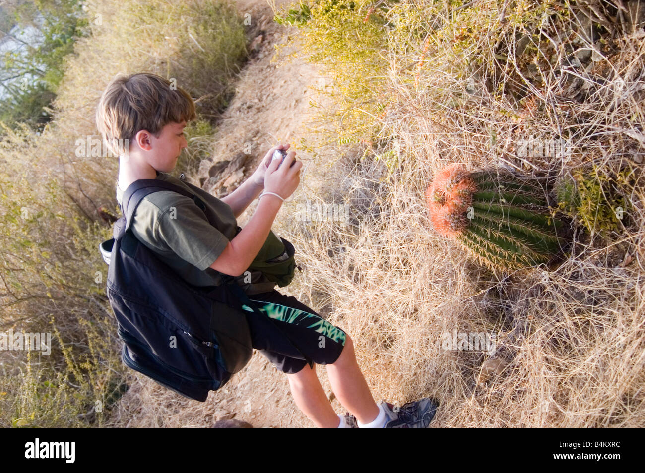 Boy taking picture of  Turk's Head Cactus in USVI Stock Photo