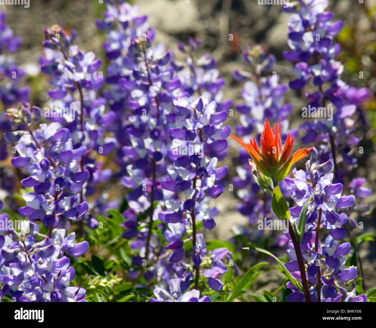 Indian paint brush hi-res stock photography and images - Alamy