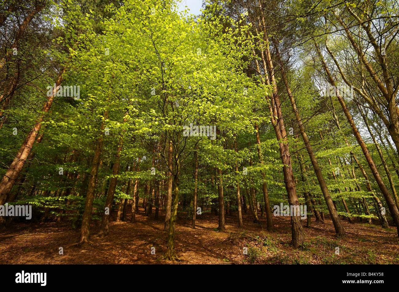 Birch and beech trees in forest scene Stock Photo Alamy