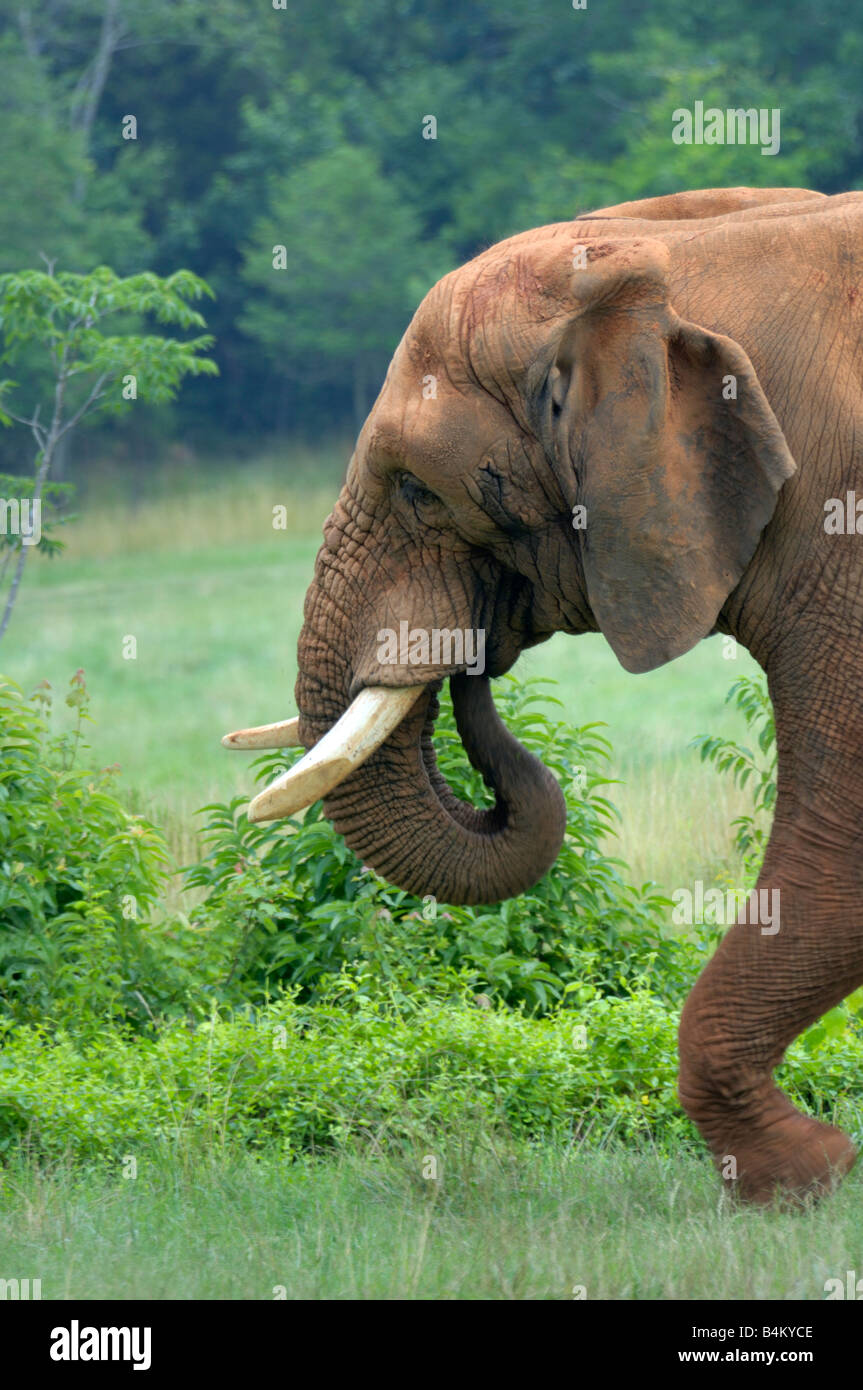 An African Elephant eating plants while walking through a medow Stock