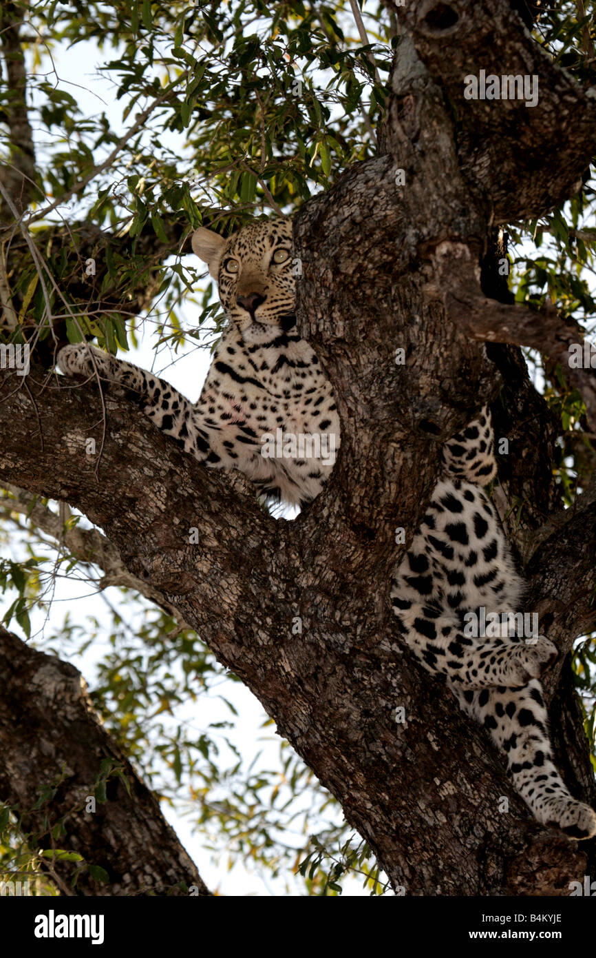 Female Leopard (wild) resting in a tree Stock Photo - Alamy