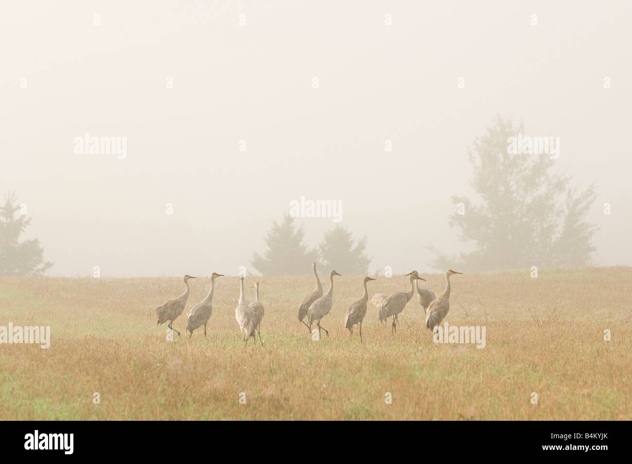 A group of sandhill cranes in a foggy pasture in Alger County Michigan Stock Photo