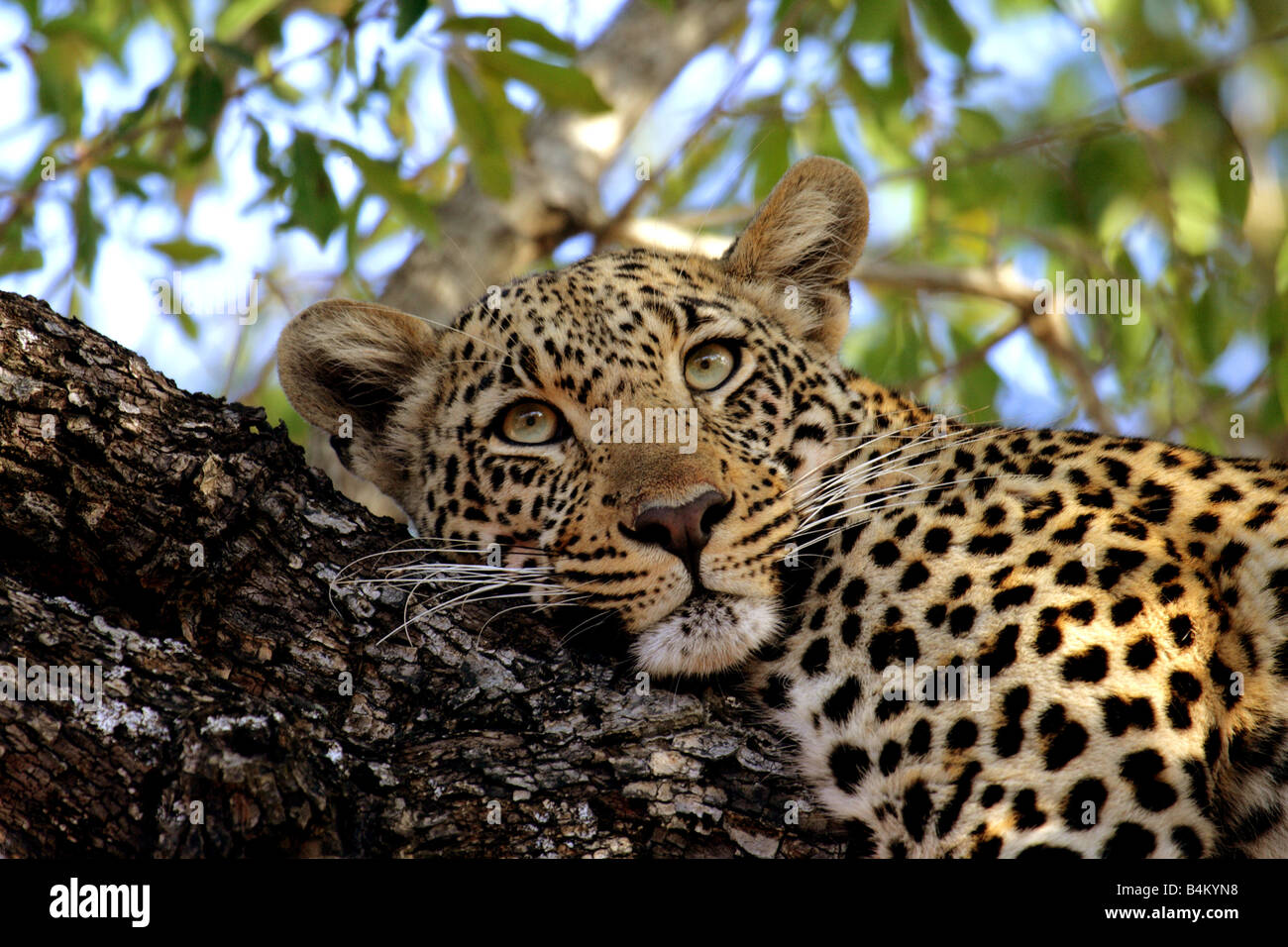 Female Leopard (wild) resting in a tree Stock Photo - Alamy