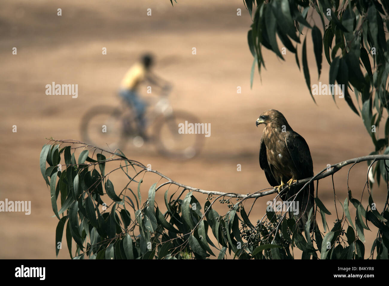 Eagle in the natural habitat hi-res stock photography and images - Alamy